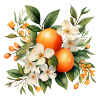 Watercolor blooming orange tree branches flowers and orange AI Generative png