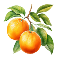 aquarelle Orange fruit illustration. ai génératif png