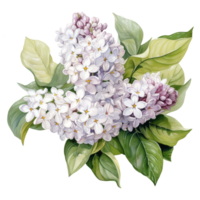 Watercolor white Lilac flower Illustration AI Generative png