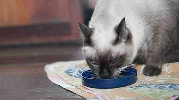 Siamese Cat is eating cat pellet food on wooden floor with natural sunlight video