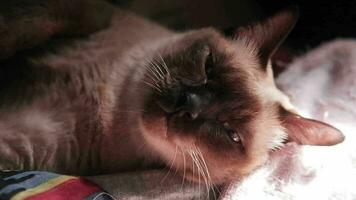 Siamois chat est en train de dormir sur lit avec Naturel lumière du soleil video