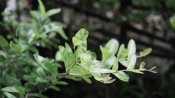 fraîcheur rosée laissez tomber avec il pleut journée sur feuilles arbre dans jardin. pluvieux saisonnier video