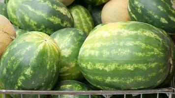 viele reif groß gestreift Wassermelonen gefüttert oben video