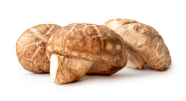 Fresh and dry shiitake mushrooms in stack isolated with clipping path and shadow in png file format Japanese and Chinese herb