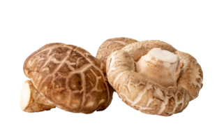 voorkant visie van vers shiitake champignons in stack geïsoleerd met knipsel pad in PNG het dossier formaat. Japans en Chinese kruid