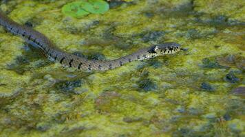 Close-up of a snake moving through a thick swamp full of algae video