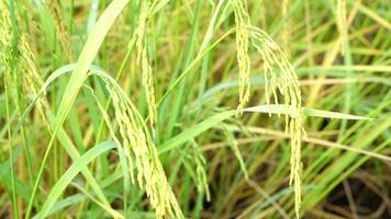 arroz en el campos, comida ese es necesario por personas todas terminado el mundo desde comida escasez video
