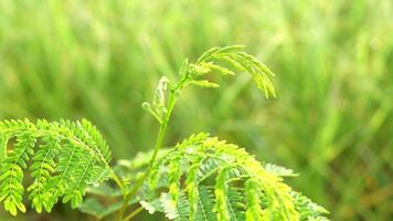 Locale verdure nel il giardino può essere mangiato video