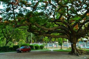 A Red car parked under the Caesalpinia tree. 3d artwork photo