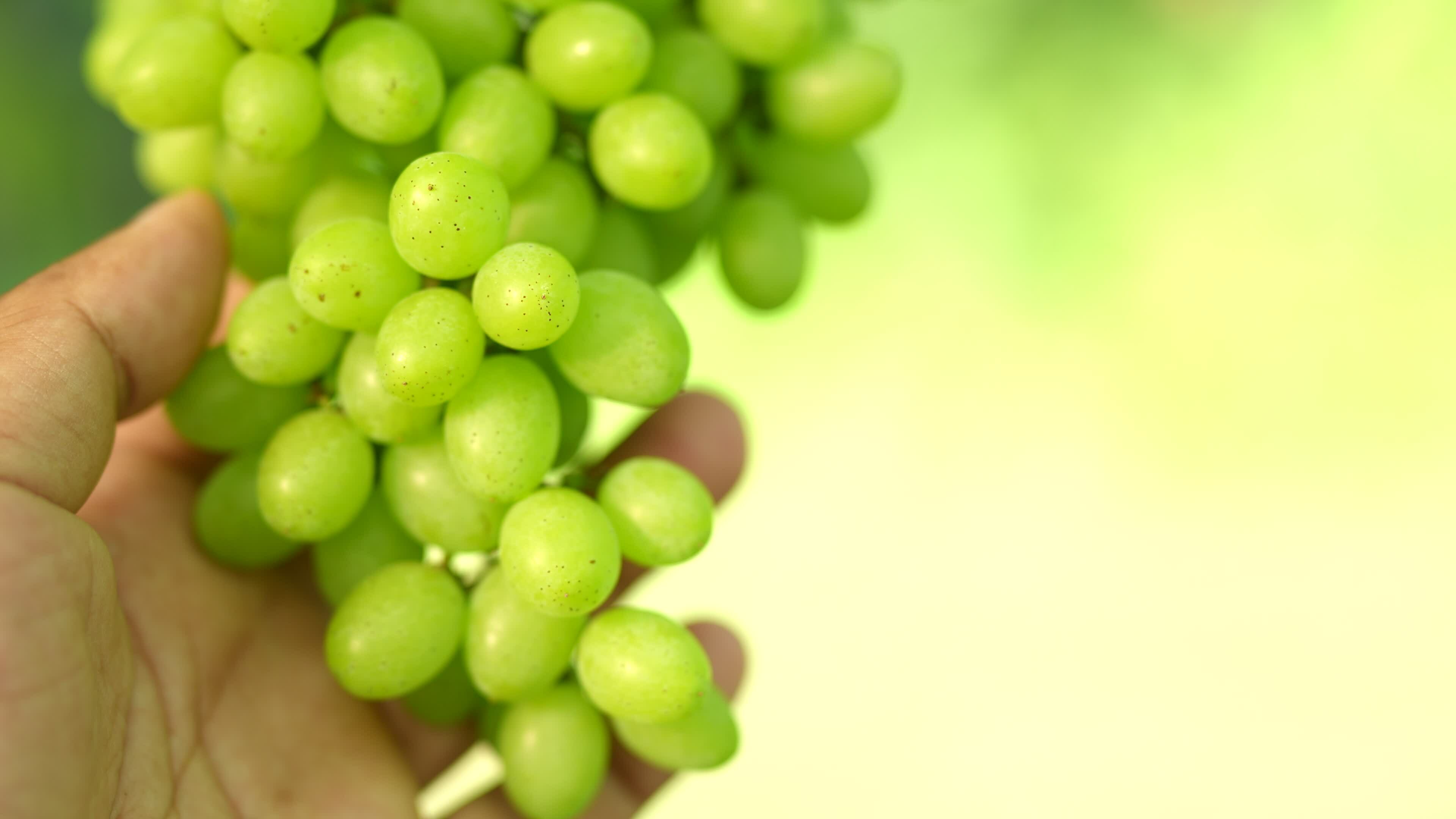 Humans Inspect The Grapes To See If They Are Ready To Be Picked Or Not humans-inspect-the-grapes-to-see-if-they-are-ready-to-be-picked-or-not