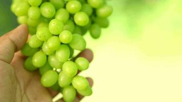 Humans inspect the grapes to see if they are ready to be picked or not. video