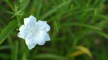 fiori fioritura nel il giardino video