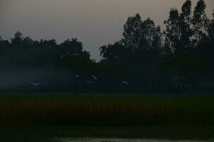 View of a crowd of the Egret over the Rice field on a winter morning with mist. 3d artwork photo