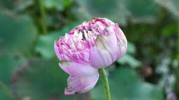 loto fiore ondeggia nel il vento. contro il sfondo di loro verde le foglie. loto campo su il lago nel naturale ambiente. video