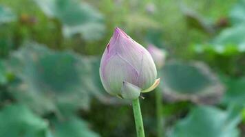 lotus fleur se balance dans le vent. contre le Contexte de leur vert feuilles. lotus champ sur le Lac dans Naturel environnement. video