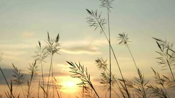 Contexte de herbe fleur silhouettes pendant le coucher du soleil video