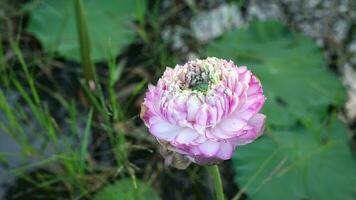 lotus flower sways in the wind. Against the background of their green leaves. Lotus field on the lake in natural environment. video