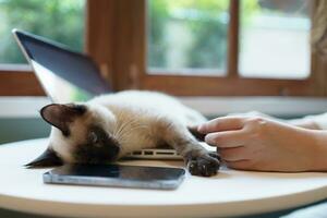 woman working from home with cat. cat asleep on the laptop keyboard. assistant cat working at Laptop photo