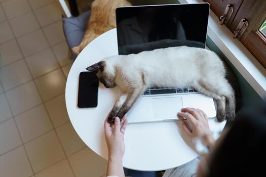 mujer trabajando desde hogar con gato. gato dormido en el ordenador portátil teclado. asistente gato trabajando a ordenador portátil foto