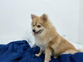 Adorable Happy Pomeranian Dog or Puppy Sit or Lay on the Blue Bedcover or Blanket or Mat or Mattress photo