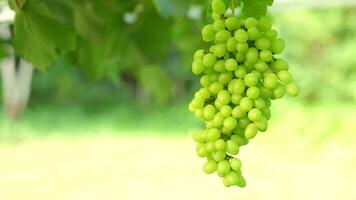 Green grapes in the field video