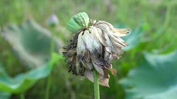 lotus bloem zwaait in de wind. tegen de achtergrond van hun groen bladeren. lotus veld- Aan de meer in natuurlijk omgeving. video