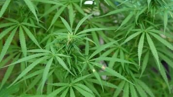 cannabis est extrait comme médicament. video