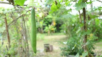 Gourds in the garden are grown to be eaten. Organic vegetables video