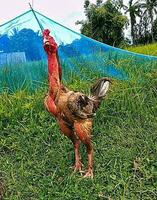 a rooster standing on a grassy field photo