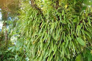 Pyrrosia lanceolata is an epiphytic fern. It has small lanceolate rhizomes and lanceolate leaves. Groups of brown spores are attached to the underside of the upper half of the leaves. photo