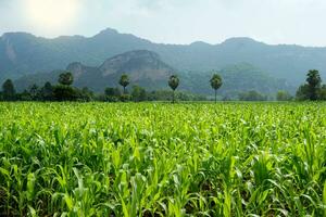 Green field view of corn, sugar palm trees and mountains in the background. Corn is a Thai economic crop which is the main raw material in the animal feed industry. photo