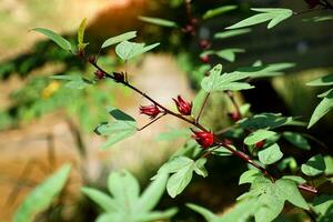 Hibiscus sabdariffa is a herbaceous plant. It has large, pale-yellow flowers with a red center. The sepals are red and sour. Has nutritional value and is used to make beverages and sweet foods. photo