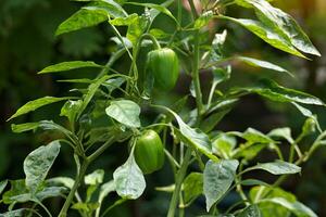 Bell pepper plant grown in a pot. The fruit has a square to hexagonal shape. The thick or thin shell varies according to the species. There are many colors ranging from green, yellow, orange and red. photo