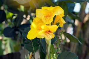 yellow canna flowers. Flowering in a bouquet at the top of the stem. and has some soft petals Flower size and color vary by species. soft and selective focus. photo