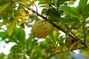 Sugar apple is a fruit that has rather round clusters of fruit. The bark is green and rough with rounded bumps. Each cavity inside the fruit has white flesh covering seeds. The flesh is sweet. photo