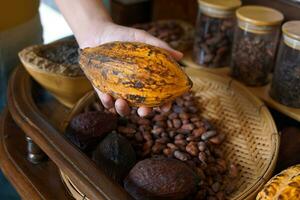 cacao, cacao, nuez de chocolate. fruto con forma de papaya en el tronco o ramas. piel de calabaza, piel gruesa, los granos de cacao se procesan en chocolate. enfoque suave y selectivo. foto