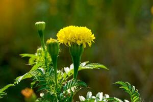 Las caléndulas amarillas son variedades de flores grandes que son populares para cortar flores. son plantas fuertes y de rápido crecimiento. Se cree que las caléndulas simbolizan la prosperidad. enfoque suave y selectivo. foto