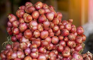 Shallots are herbaceous plants with underground bulbs that have a pungent odor and a spicy taste. It is a Thai herbal plant. It has many medicinal properties. Can be used to prepare many dishes. photo