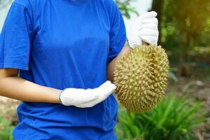 mano participación Durian fruta. Durian es conocido como el Rey de frutas con un único aroma. el piel es difícil con espinas, el carne es amarillo y tiene un dulce, aceitoso. foto