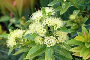 white Golden Penda flower has a spherical inflorescence with many small flowers. The petals are thick and the base is connected together to form a tube. Many stamens appear above the petals. photo