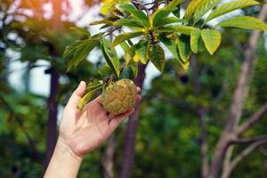 Hand holding the Sugar apple on the tree, which is a rather round cluster. The bark is green and rough with rounded bumps. Each cavity inside the fruit has white flesh covering the seed. photo