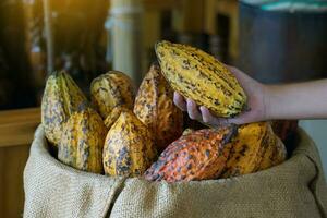 Cocoa, Cacao, Chocolate Nut Tree. Fruit shaped like a papaya on the trunk or branches. Gourd-like skin, thick skin, cocoa beans are processed into chocolate. Soft and selective focus. photo