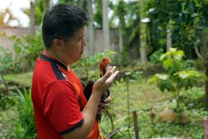 asiático hombre practicas luchando pollas en su mascota cuales es un local raza de pollo elevado para Deportes juegos cría luchando pollas es por lo tanto uno profesión ese genera bueno ingresos para el criador. foto