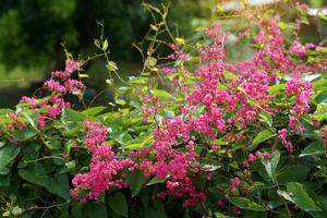 Mexican Creeper is a small creeper with long leaf stalks and heart-shaped leaves. It flowers in clusters along the branches. The flowers are pink and the shape of the flowers resemble a small heart. photo
