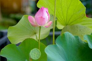 Pink sacred lotus flowers and lotus pods in the pond. that the villagers picked up from the pond village public to prepare to offer to monks. Soft and selective focus. photo