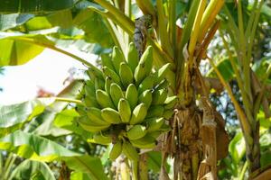 Silver Blugoe banana is a banana species with large fruits. The shell is thick and square. When ripe, it will be yellowish-brown. The flesh is orange and fragrant.The taste is sweet and slightly sour. photo