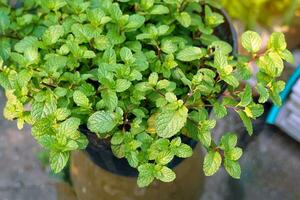 Kitchen Mint is a plant with creeping stems and young leaves. It is used as a vegetable for dipping in chili paste or eaten as a fresh vegetable. The essential oil from the leaves helps to refresh. photo