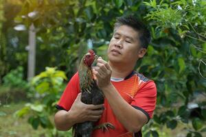 Asian man practices fighting cocks on his pet which is a local breed of chicken raised for sports games Breeding fighting cocks is therefore one profession that generates good income for the breeder. photo