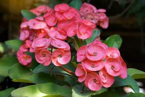 Crown of thorns plant is a flowering plant. The stem has thorns. The flowers come in bunches of many colors. Planting it at home will bring happiness, luck, and money to your family. photo