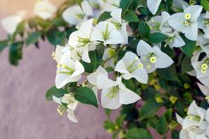 White Bougainvillea has decorative leaves that look like a heart-shaped or oval shape, with many colors such as White, purple, red, pink, orange, blue, yellow a bouquet of flowers. photo
